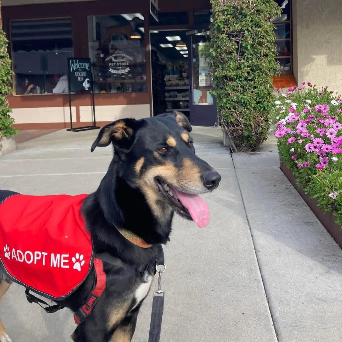 Scooby, a Adoptable mixed breed in Sand Lake, MI image 6/6