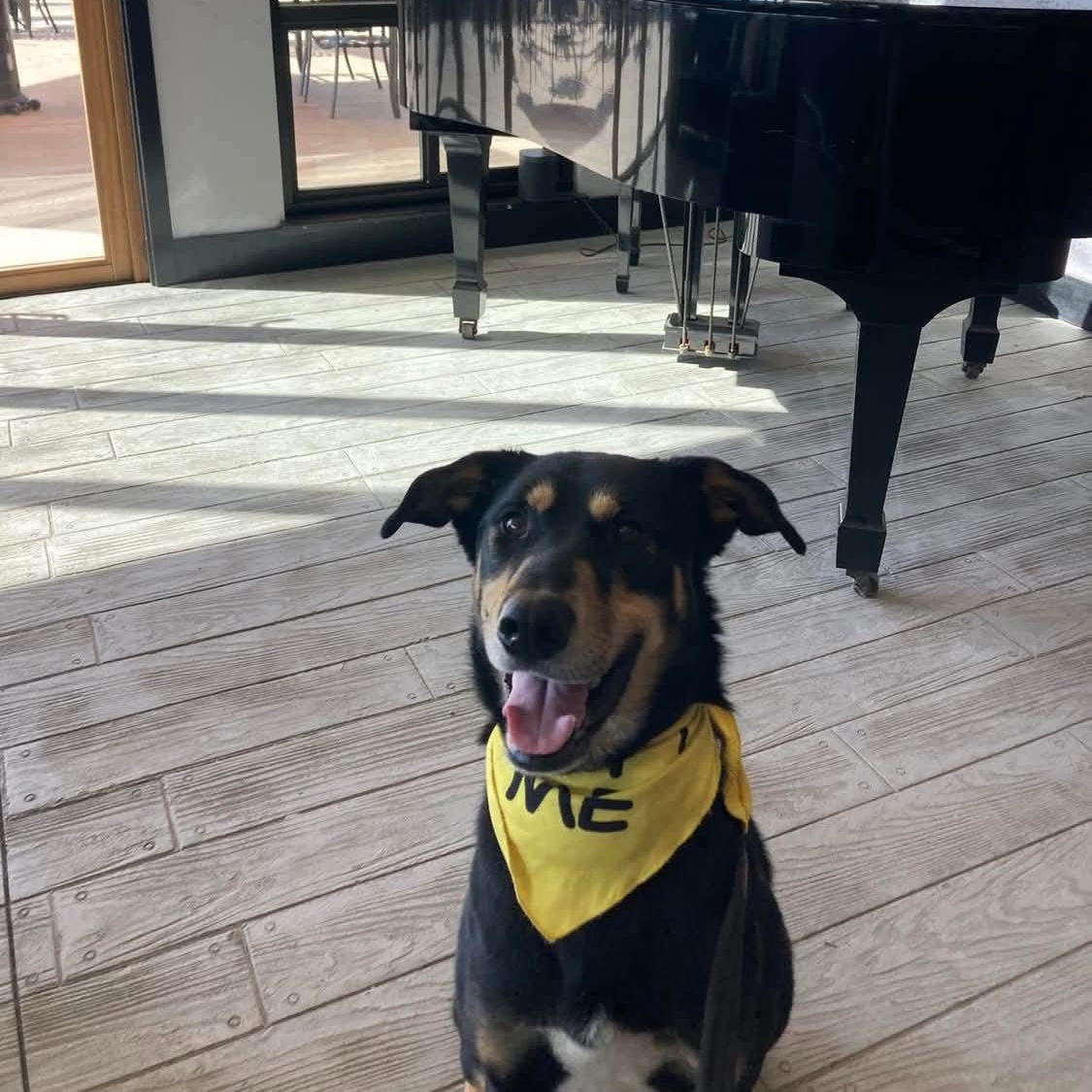 Scooby, a Adoptable mixed breed in Sand Lake, MI image 4/6