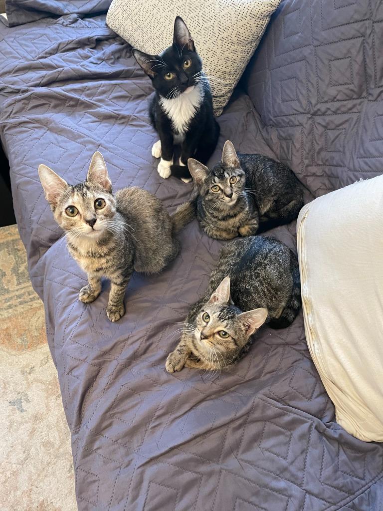 Ingrid (and Gabriel), Adoptable, Kitten Female Domestic Short Hair.