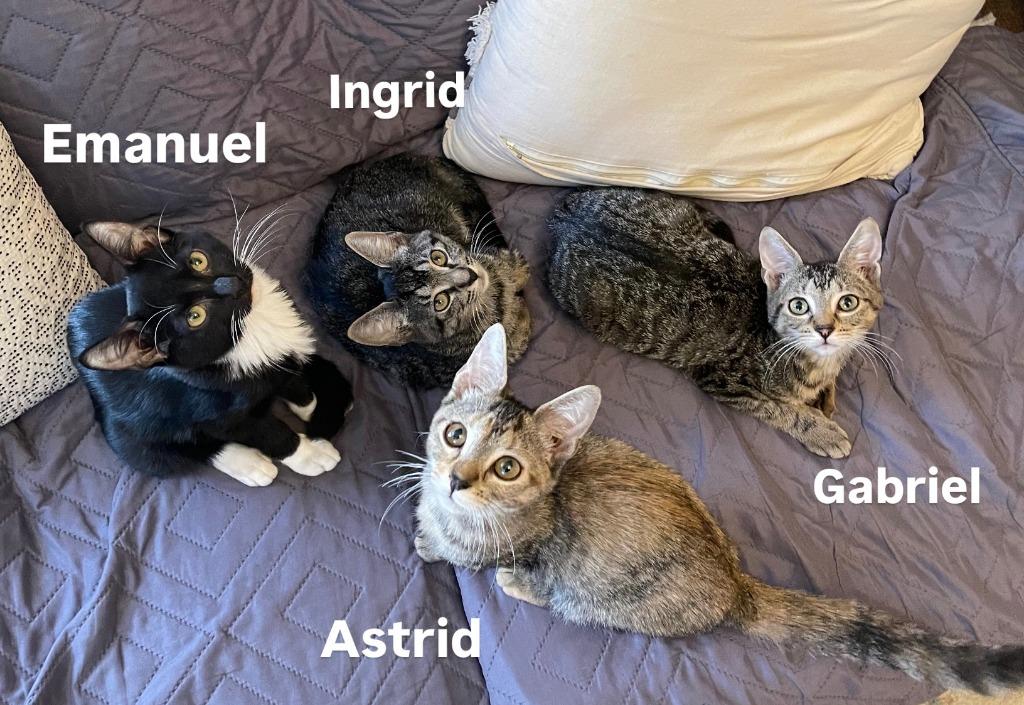 Ingrid (and Gabriel), Adoptable, Kitten Female Domestic Short Hair.
