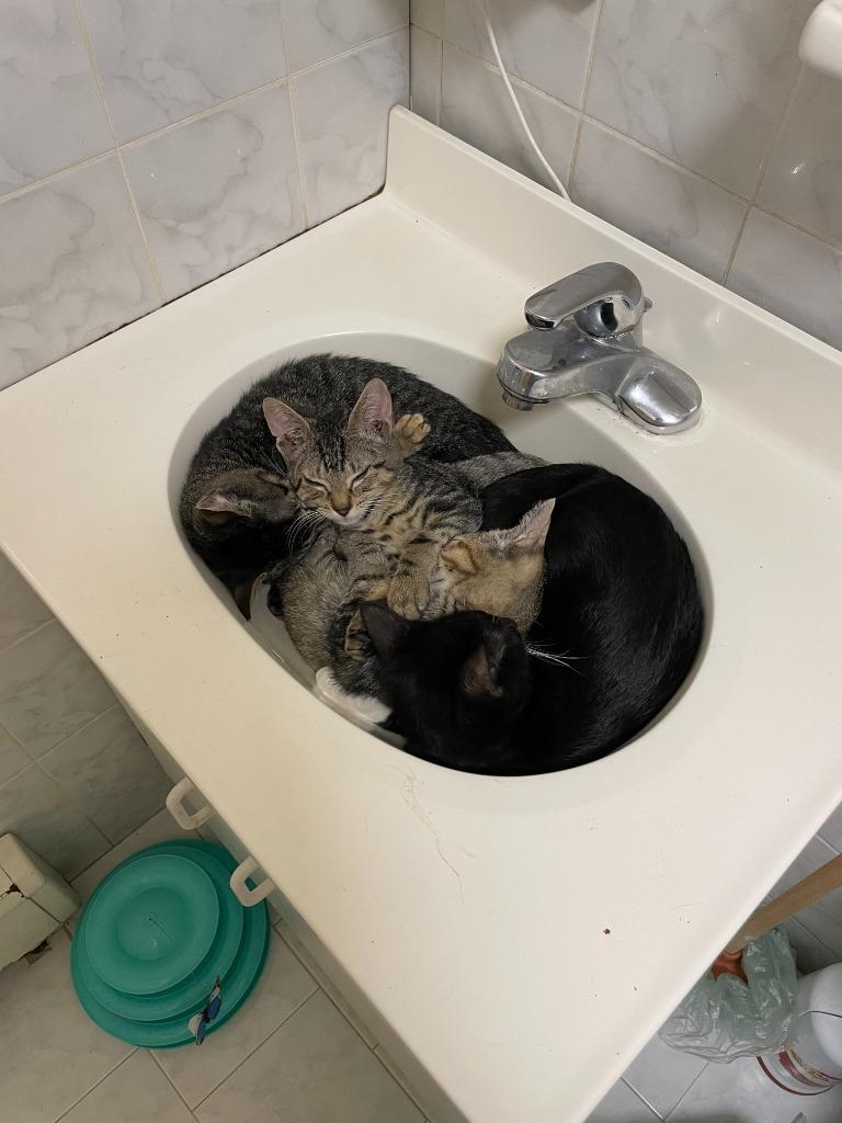 Ingrid (and Gabriel), a Found mixed breed in New York, NY image 3/6