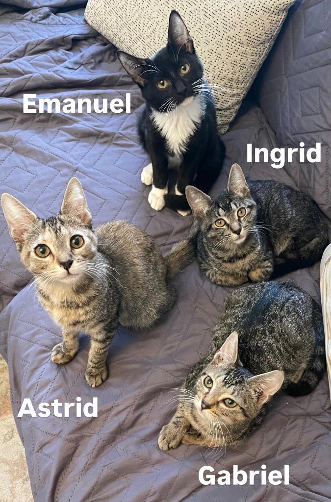 Ingrid (and Gabriel), a Found mixed breed in New York, NY image 5/6