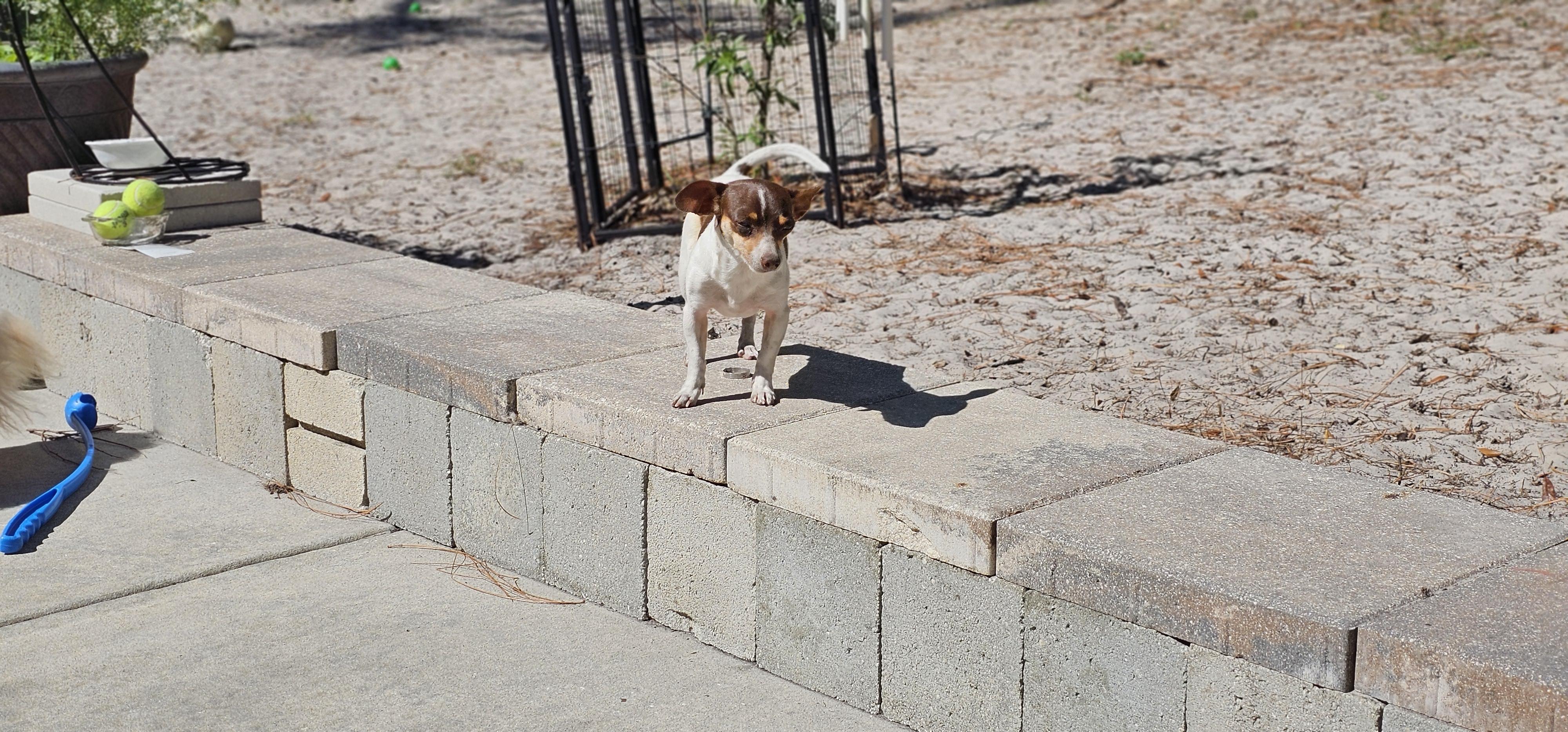 Enlarge Gizmo, a ADOPTABLE mixed breed in Weeki Wachee, FL image 6/6