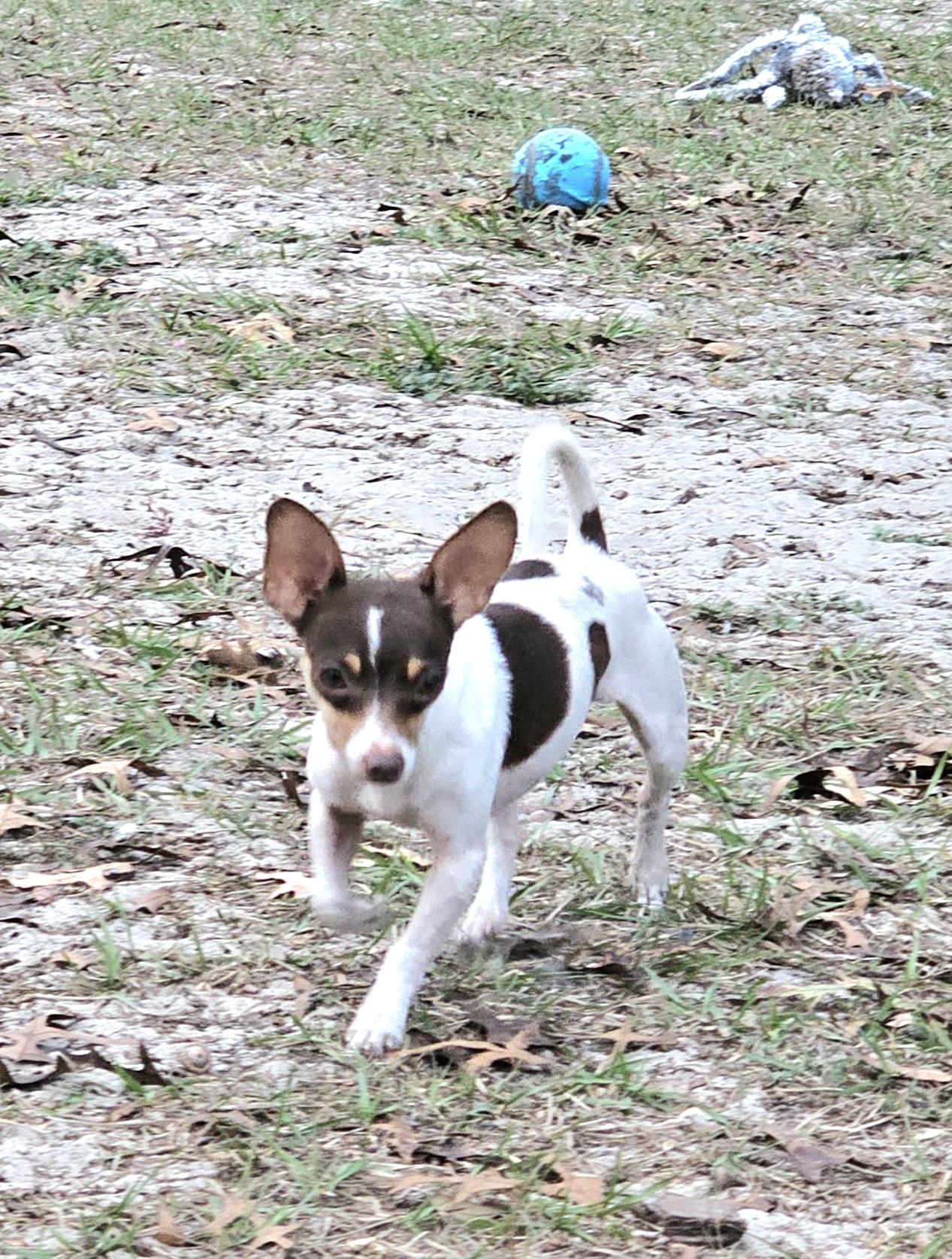 Enlarge Gizmo, a ADOPTABLE mixed breed in Weeki Wachee, FL image 4/5