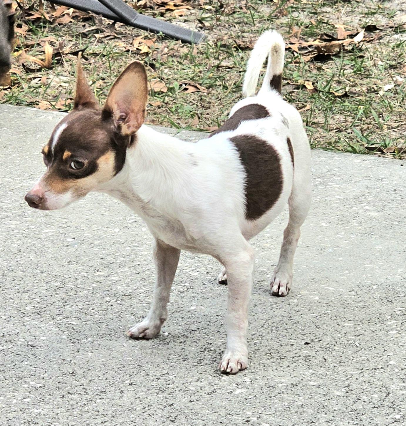 Enlarge Gizmo, a ADOPTABLE mixed breed in Weeki Wachee, FL image 3/5