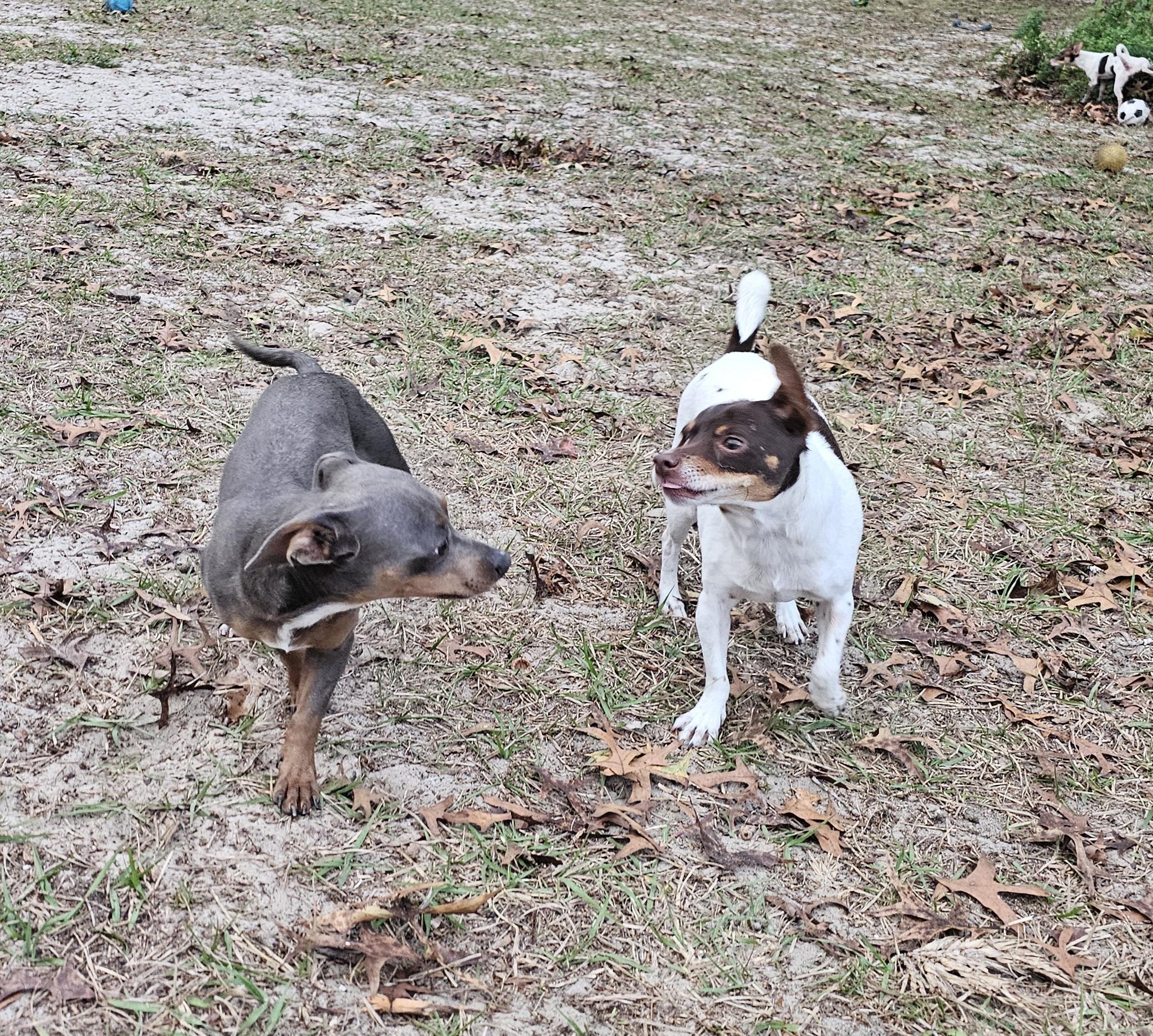 Enlarge Gizmo, a ADOPTABLE mixed breed in Weeki Wachee, FL image 5/5