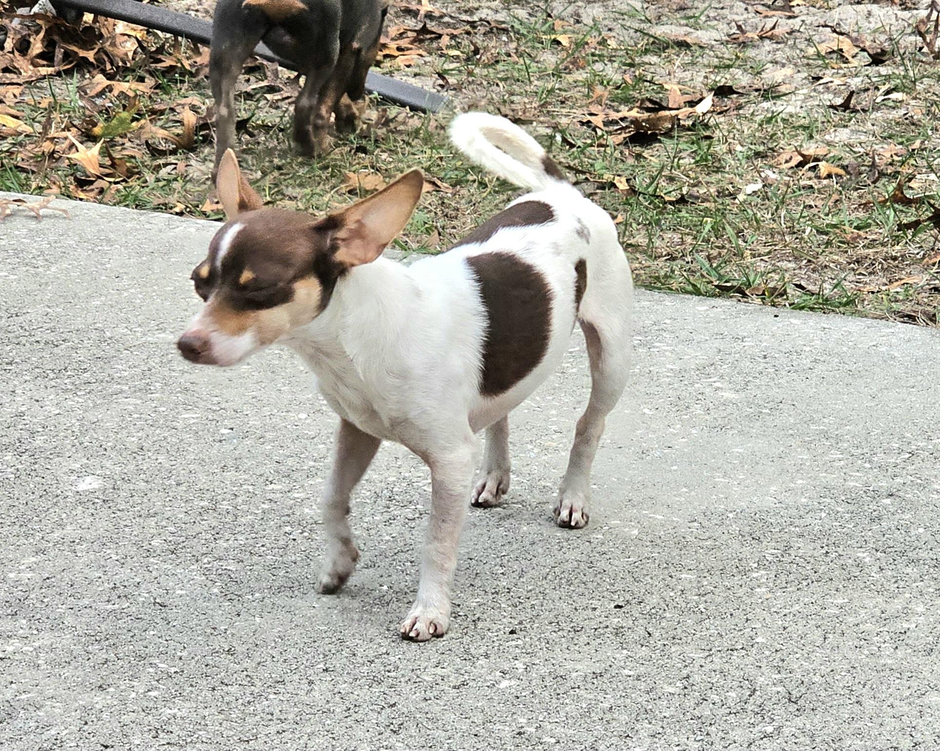 Gizmo, ADOPTABLE, Young Male Rat Terrier & Toy Fox Terrier.
