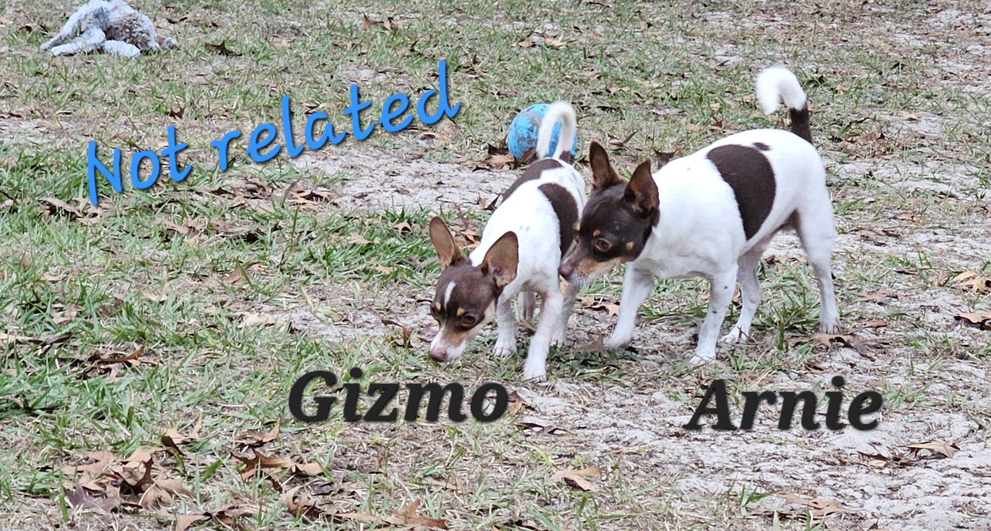 Enlarge Gizmo, a ADOPTABLE mixed breed in Weeki Wachee, FL image 2/5