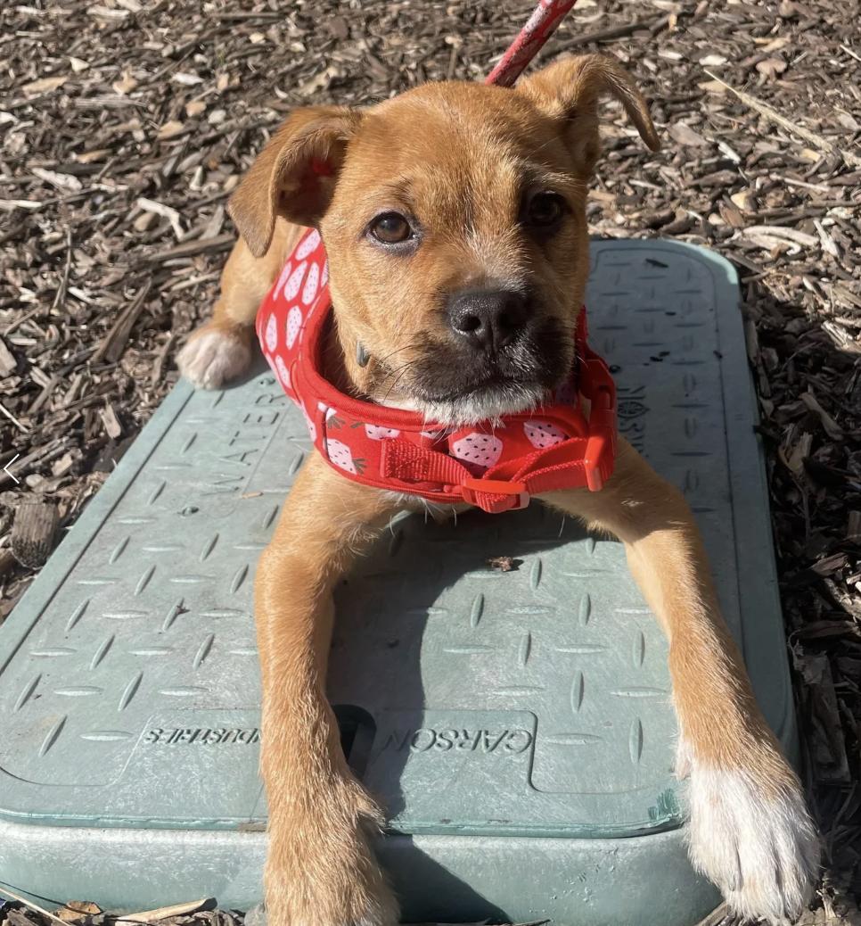 Enlarge Chloe, a ADOPTABLE mixed breed in Davis, CA image 2/4