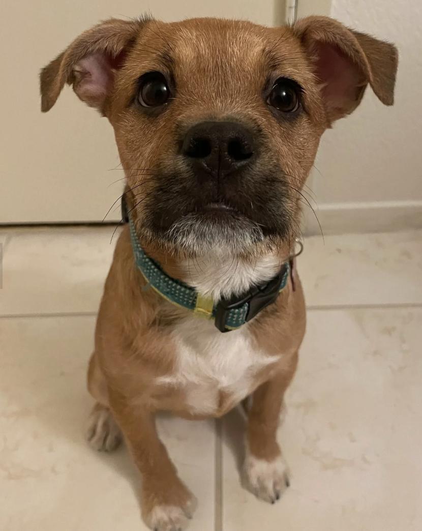 Chloe, ADOPTABLE, Puppy Female Terrier.