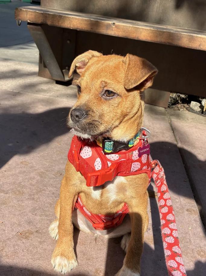Enlarge Chloe, a ADOPTABLE mixed breed in Davis, CA image 4/4