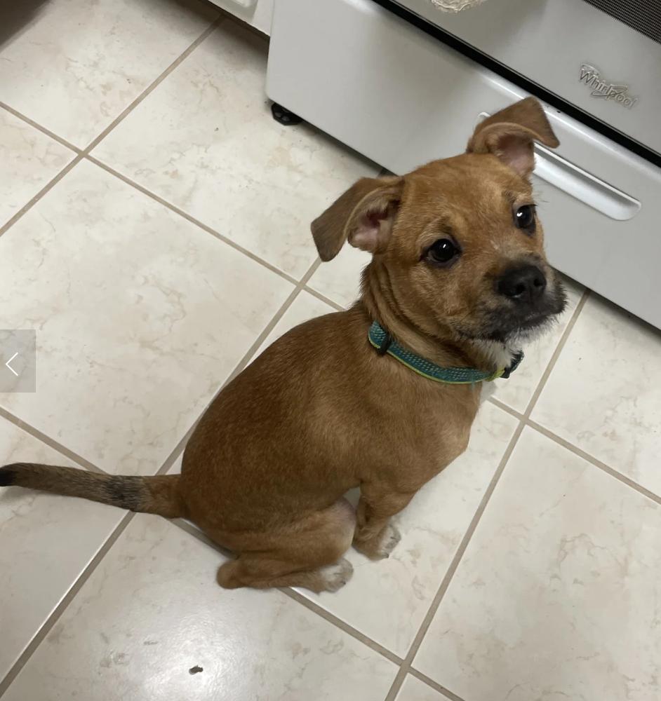 Enlarge Chloe, a ADOPTABLE mixed breed in Davis, CA image 3/4