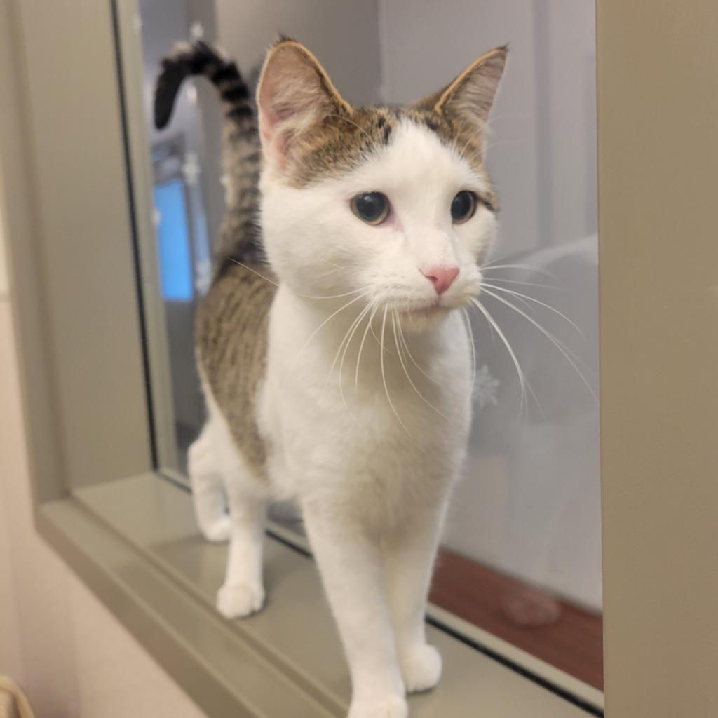 Bismark, Adoptable, Young Male Domestic Short Hair.