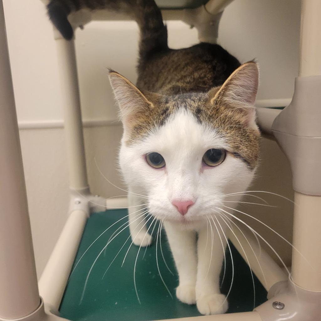 Enlarge Bismark, a Adoptable mixed breed in Superior, WI image 2/2