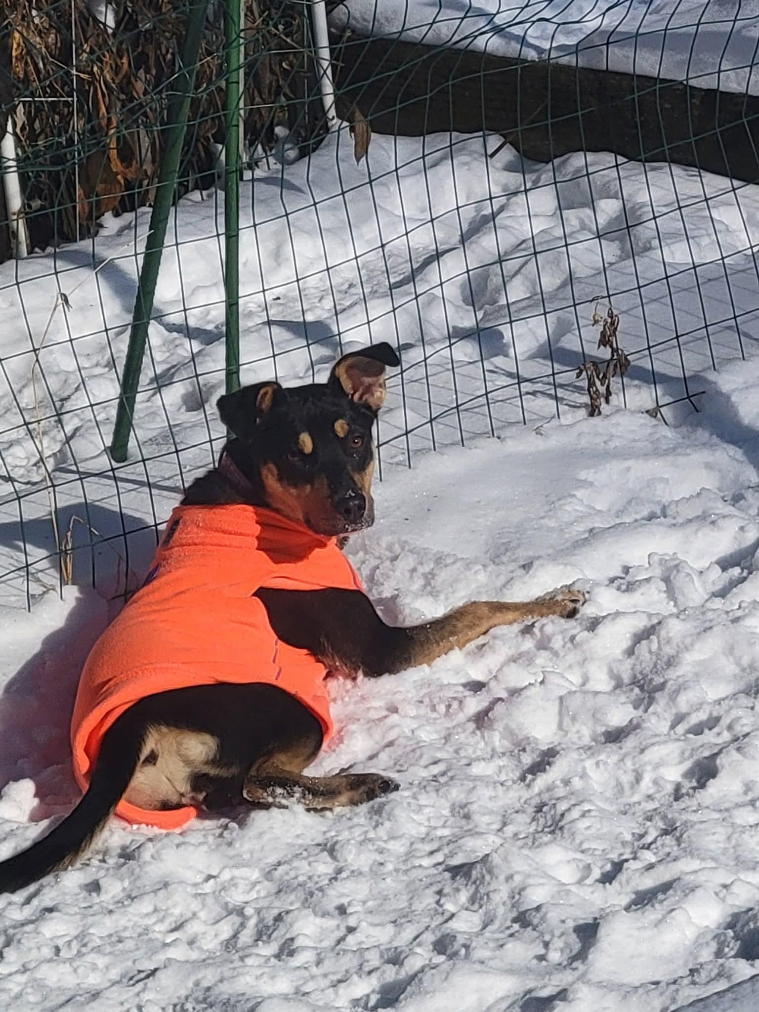 Enlarge TRINA    $425, a ADOPTABLE mixed breed in Milwaukee, WI image 5/6