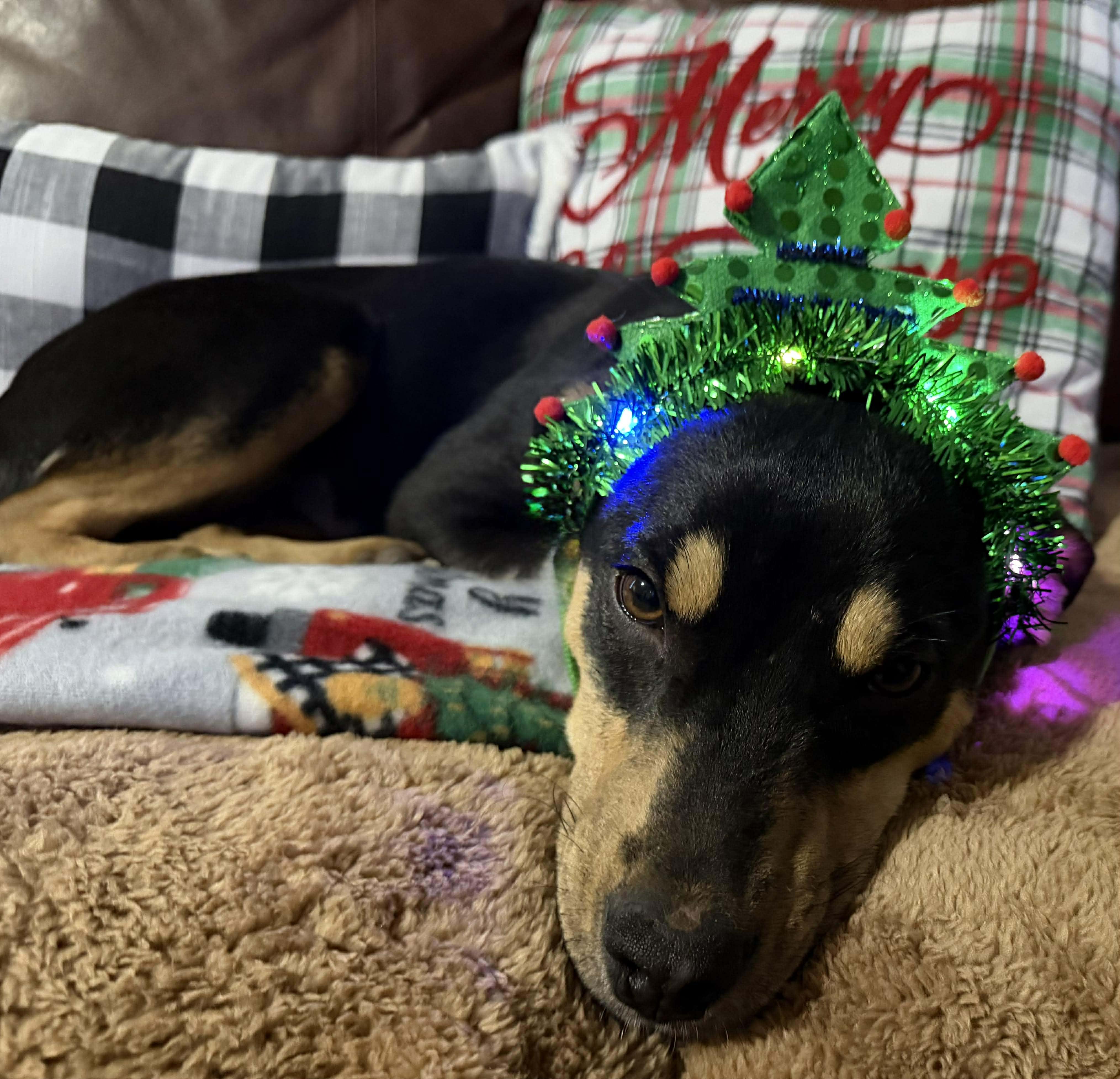 TRINA $425, a ADOPTABLE mixed breed in Milwaukee, WI image 6/6