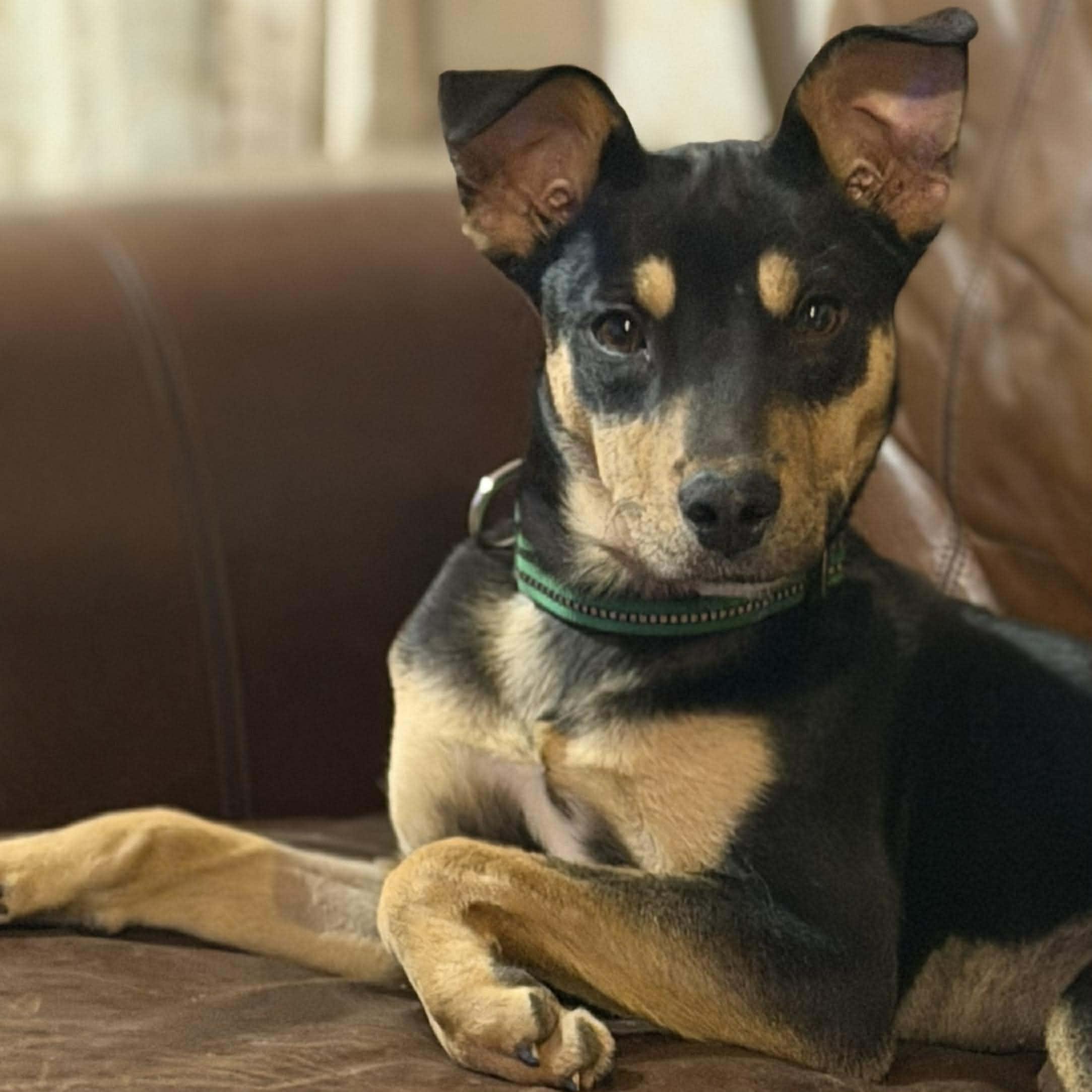 TRINA $425, a ADOPTABLE mixed breed in Milwaukee, WI image 5/6