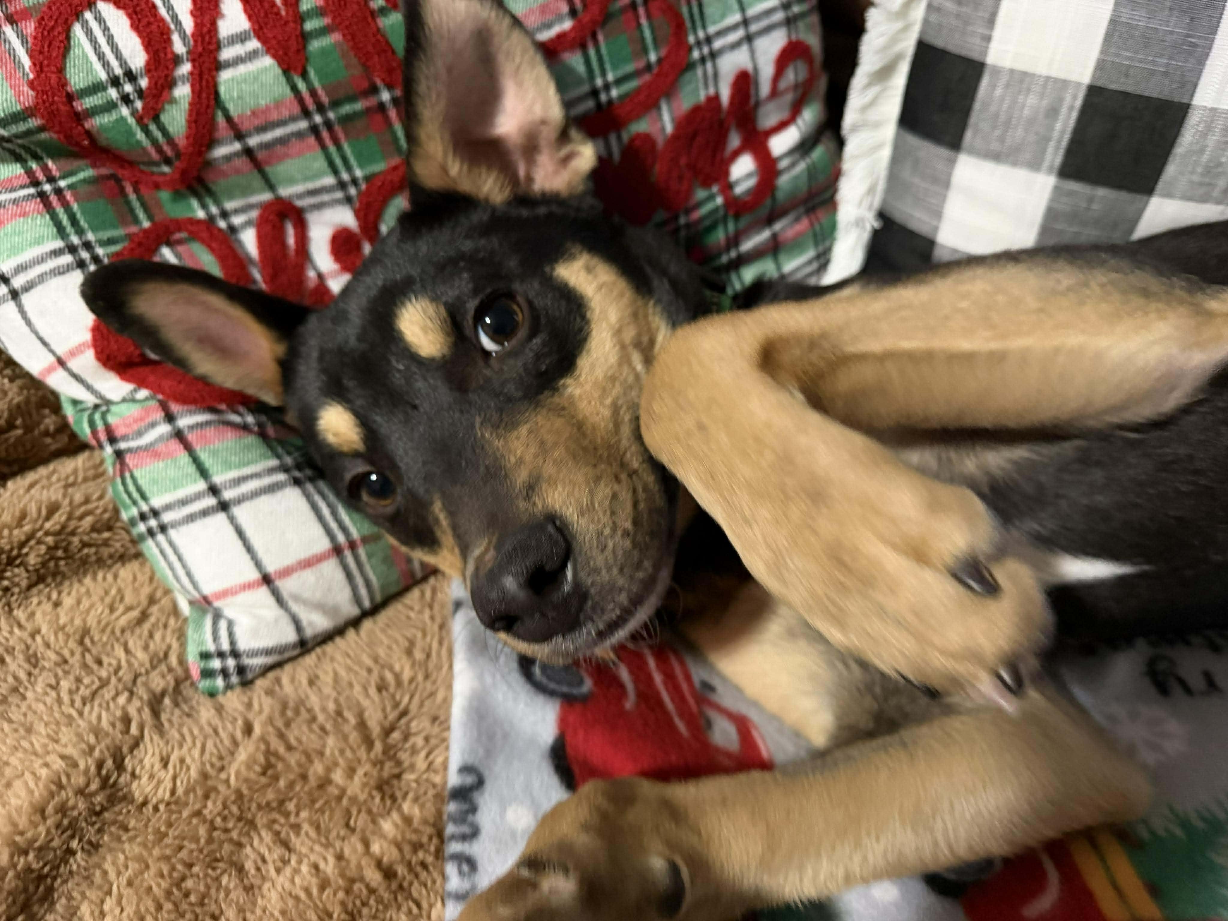TRINA    $425, ADOPTABLE, Young Female Australian Kelpie.