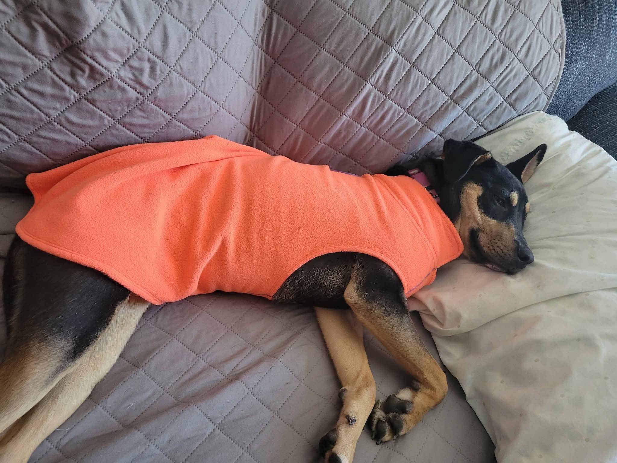 Enlarge TRINA    $425, a ADOPTABLE mixed breed in Milwaukee, WI image 4/6