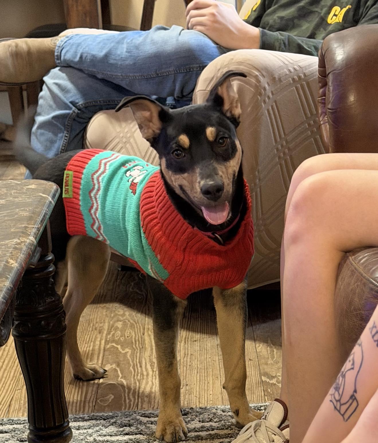 TRINA $425, a ADOPTABLE mixed breed in Milwaukee, WI image 4/6