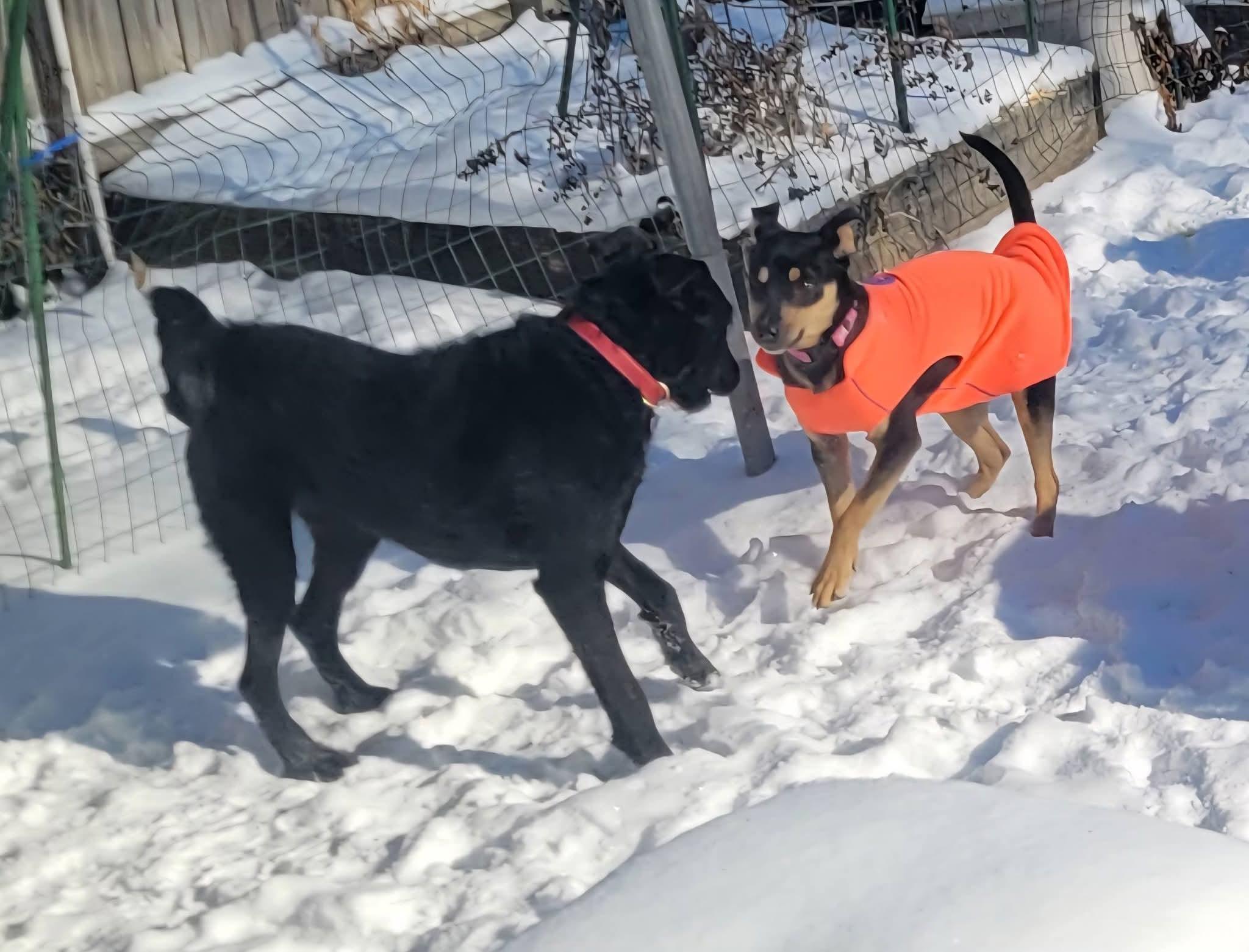 Enlarge TRINA    $425, a ADOPTABLE mixed breed in Milwaukee, WI image 6/6