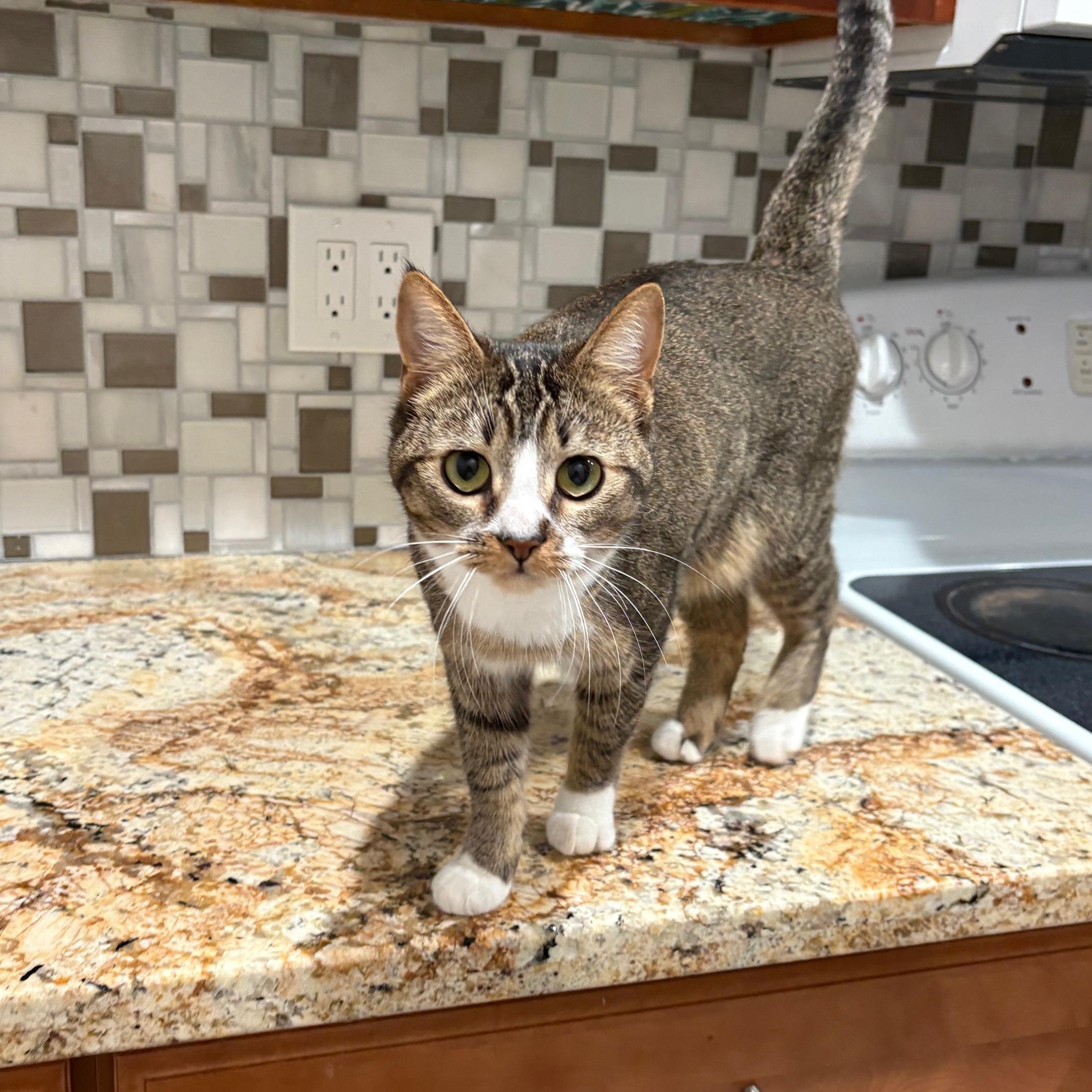 Missy, Adopted, Young Female Domestic Short Hair.