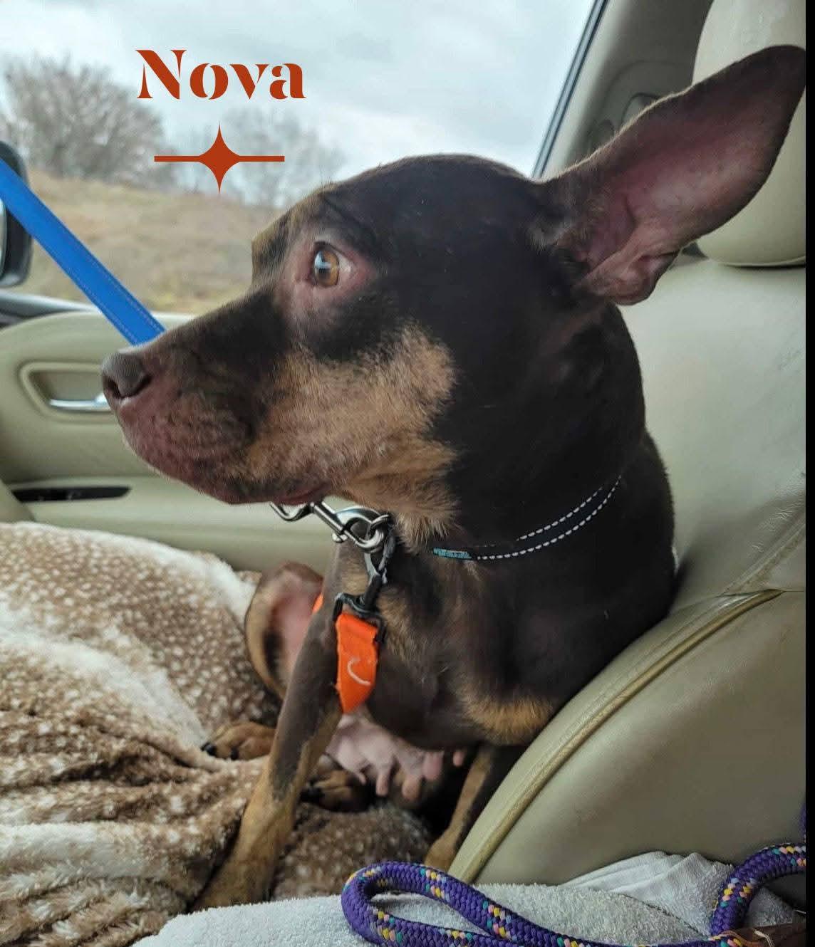 Enlarge Nova, a Adoptable mixed breed in Omaha, NE image 1/1