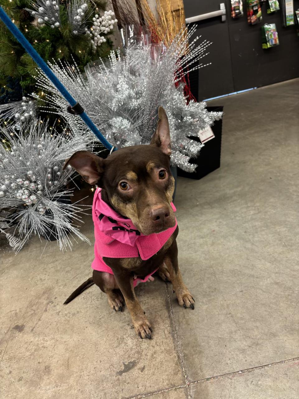 Enlarge Nova, a Adoptable mixed breed in Omaha, NE image 2/4