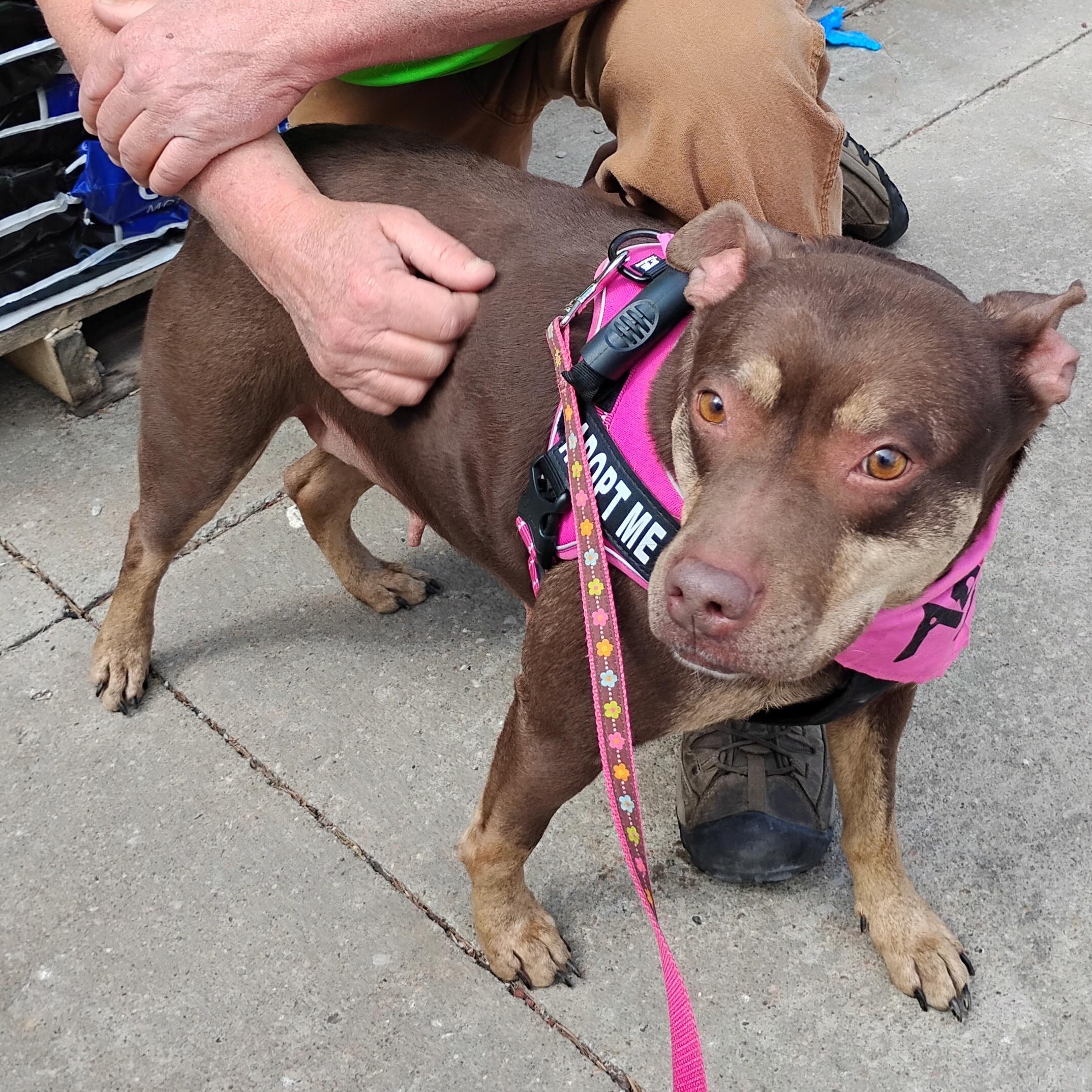Nova, adoptable, Adult Female Doberman Pinscher.