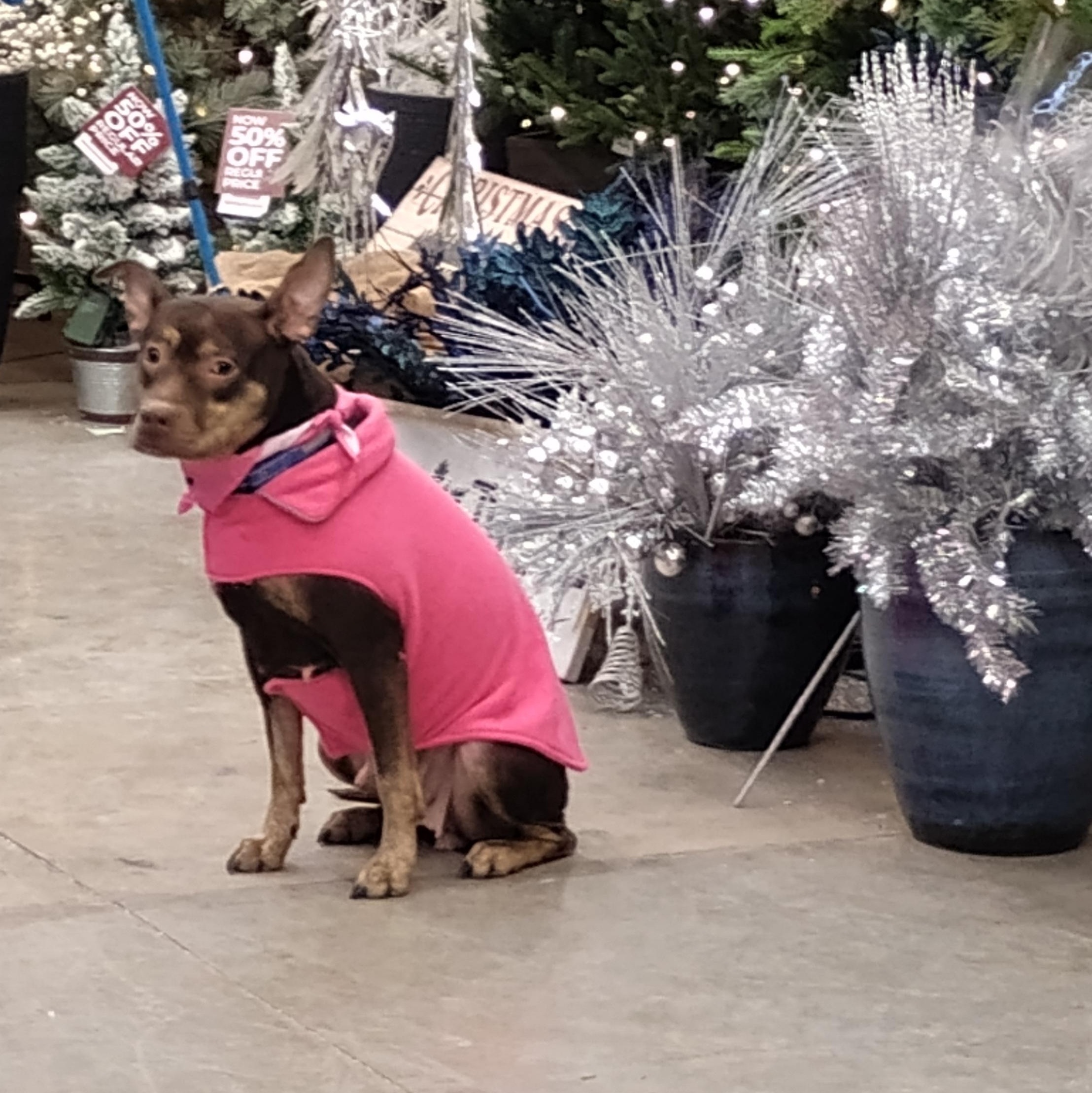 Enlarge Nova, a Adoptable mixed breed in Omaha, NE image 3/4