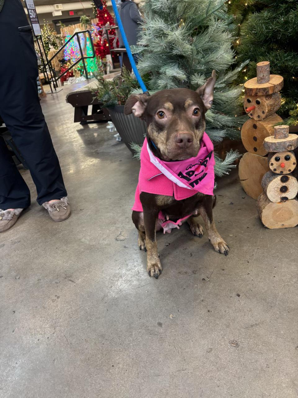 Enlarge Nova, a Adoptable mixed breed in Omaha, NE image 4/4