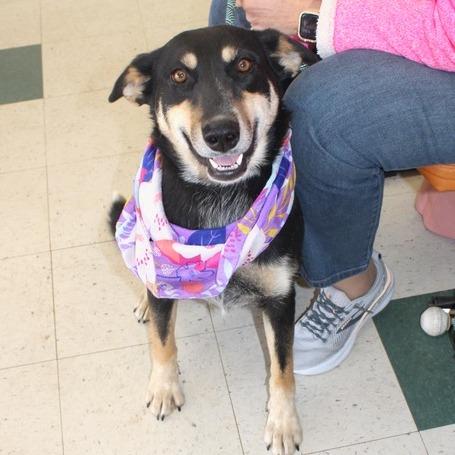 Hope, Adoptable, Adult Female Shepherd.