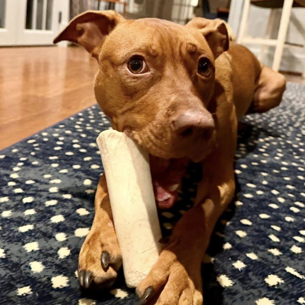 Rocky2, Adoptable, Young Male Terrier.