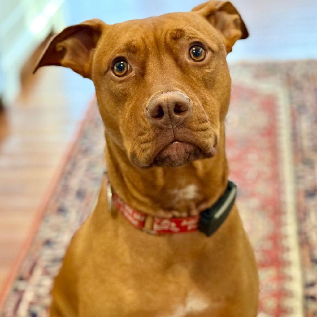 Enlarge Rocky2, a Adoptable Terrier in Bloomfield, CT image 2/3