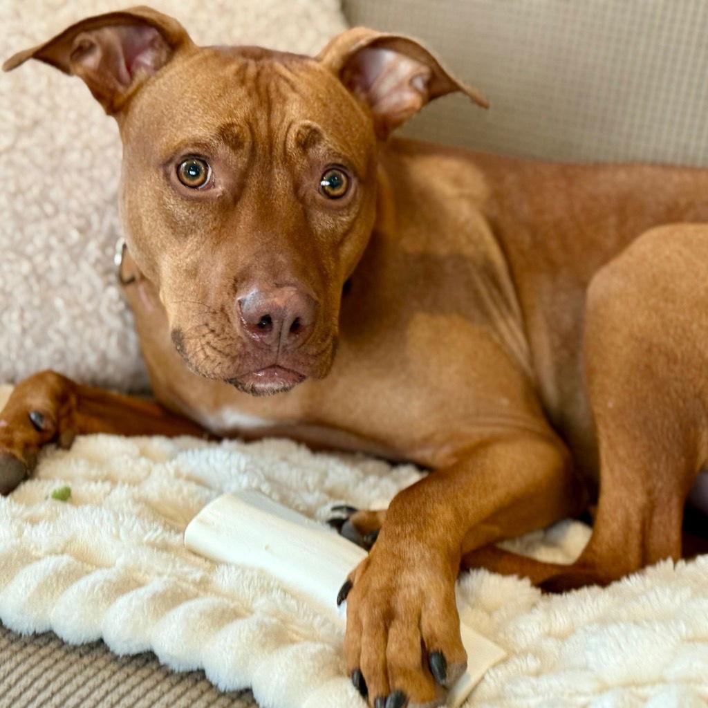 Enlarge Rocky2, a Adoptable Terrier in Bloomfield, CT image 3/3