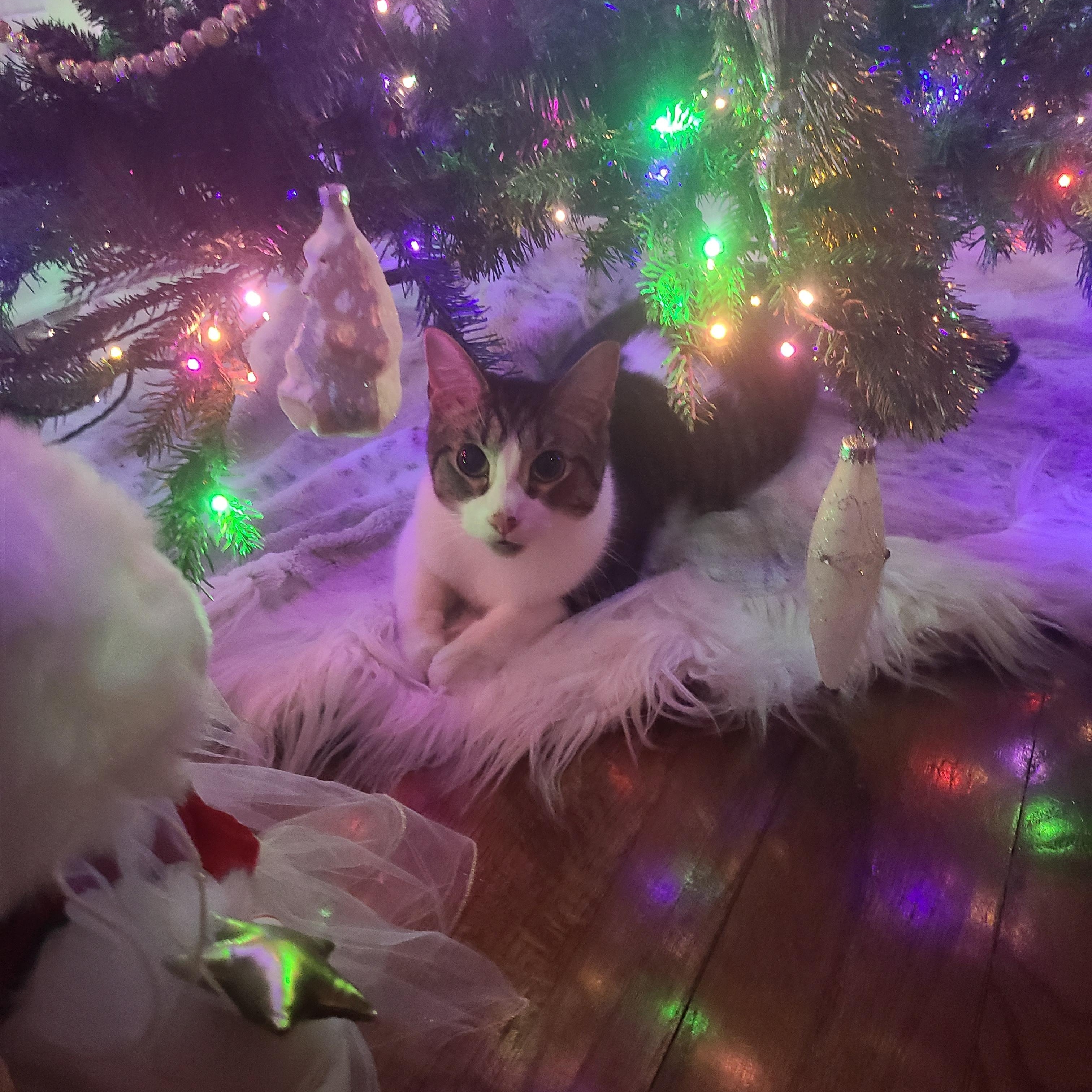 Enlarge Tigger, a Adoptable American Shorthair in Detroit, MI image 2/5