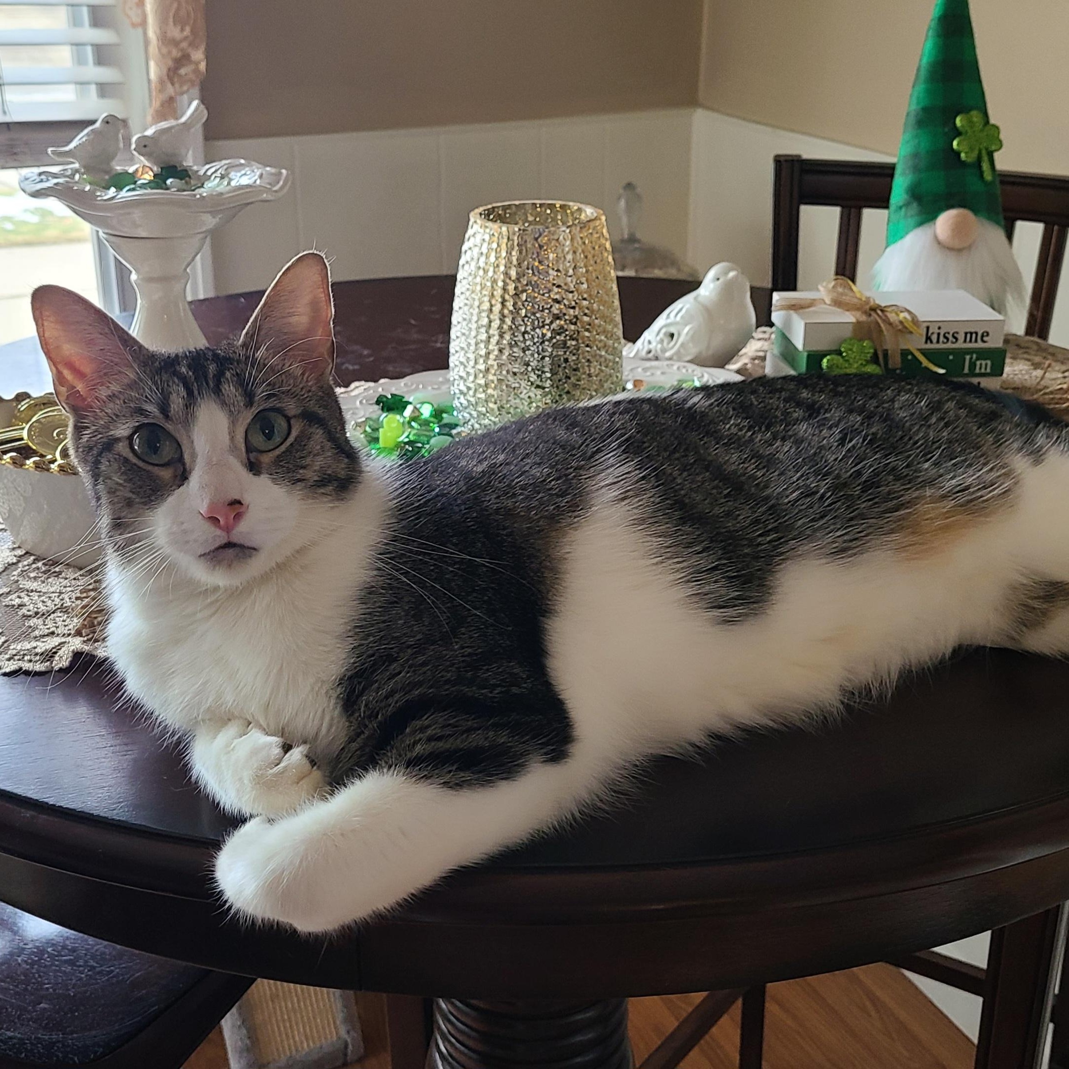 Enlarge Tigger, a Adoptable American Shorthair in Detroit, MI image 3/5