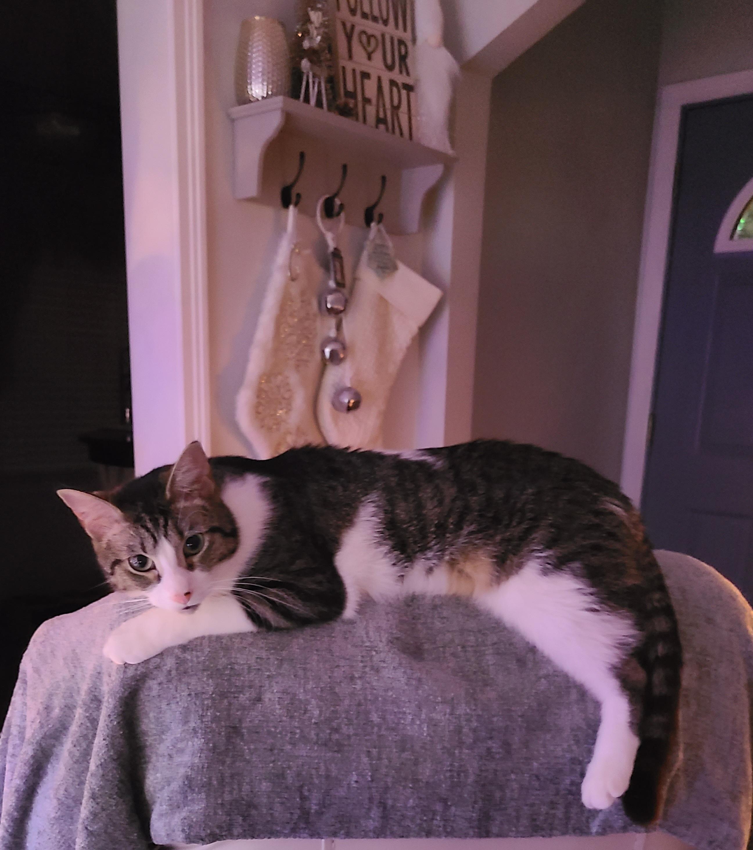 Enlarge Tigger, a Adoptable American Shorthair in Detroit, MI image 4/5