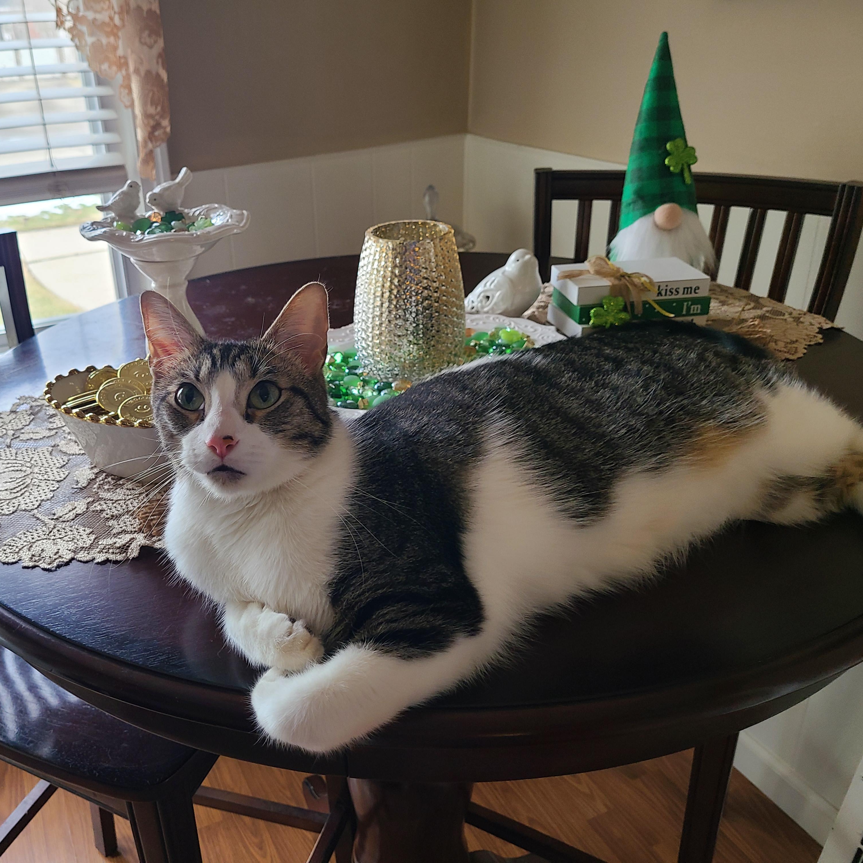 Enlarge Tigger, a Adoptable American Shorthair in Detroit, MI image 5/5