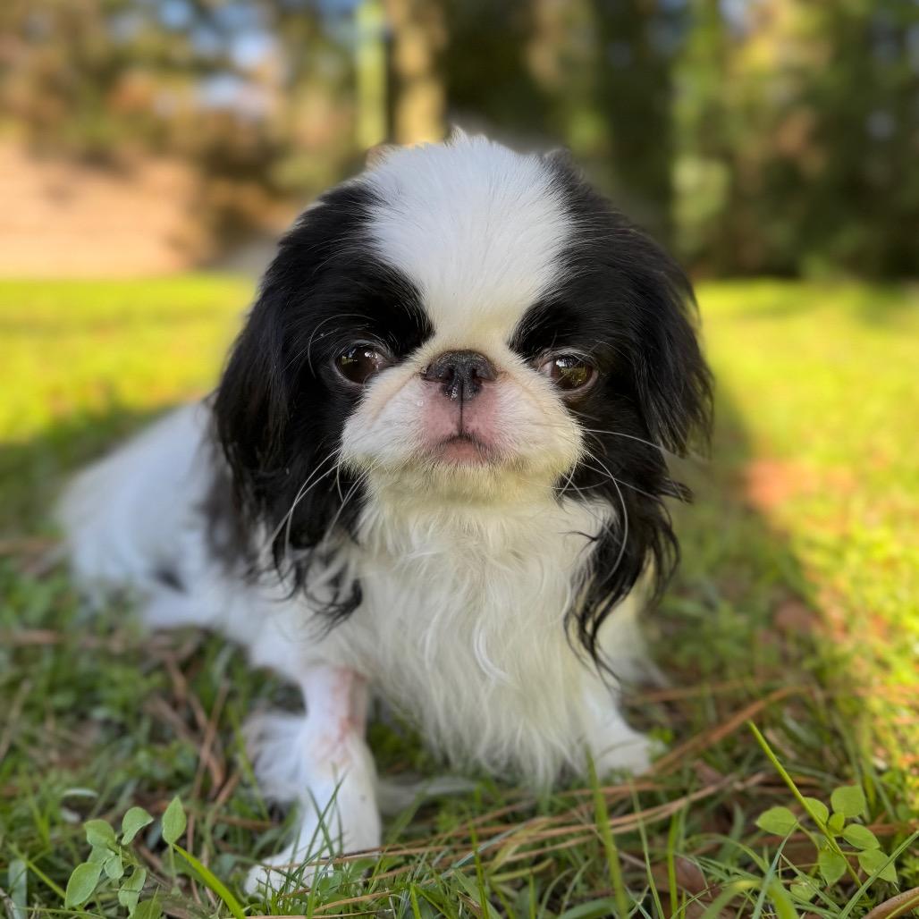 Teddy Kuma thumbnail 2