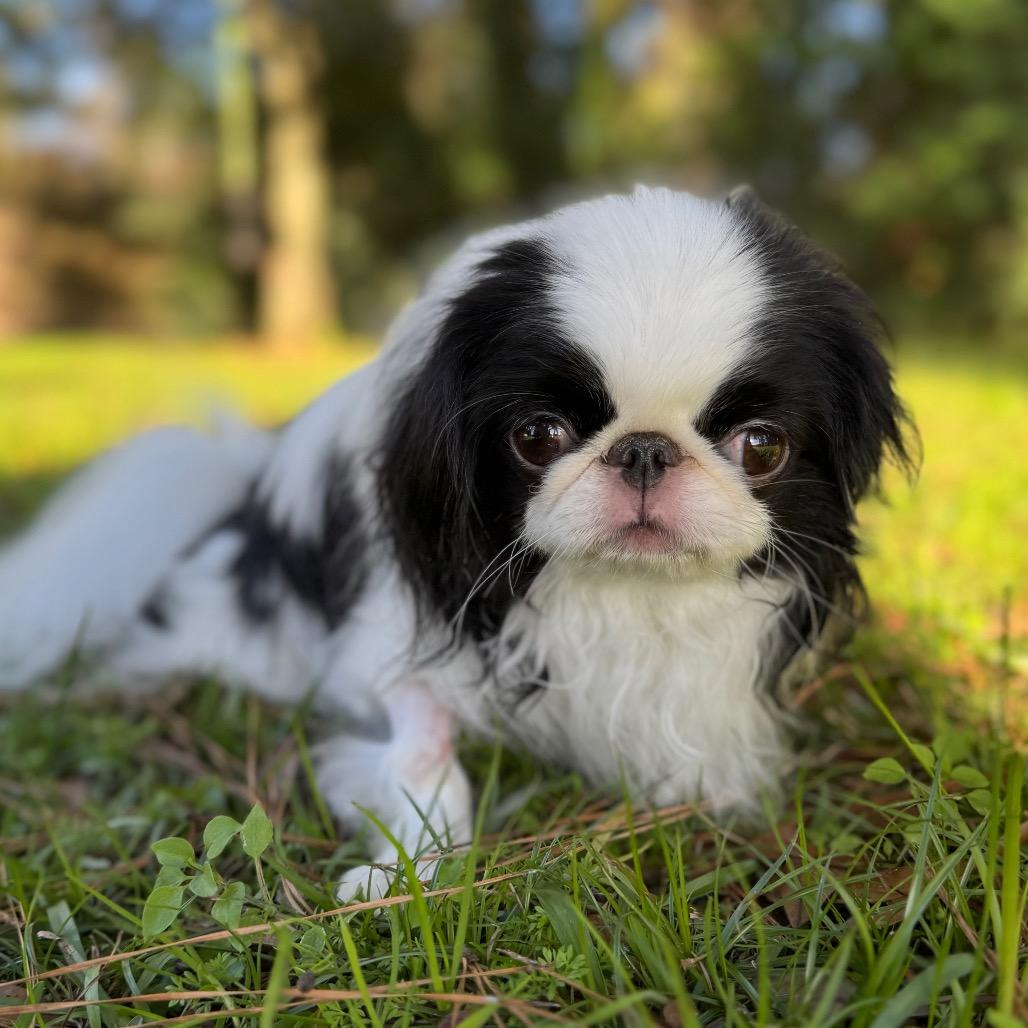 Teddy Kuma thumbnail 3