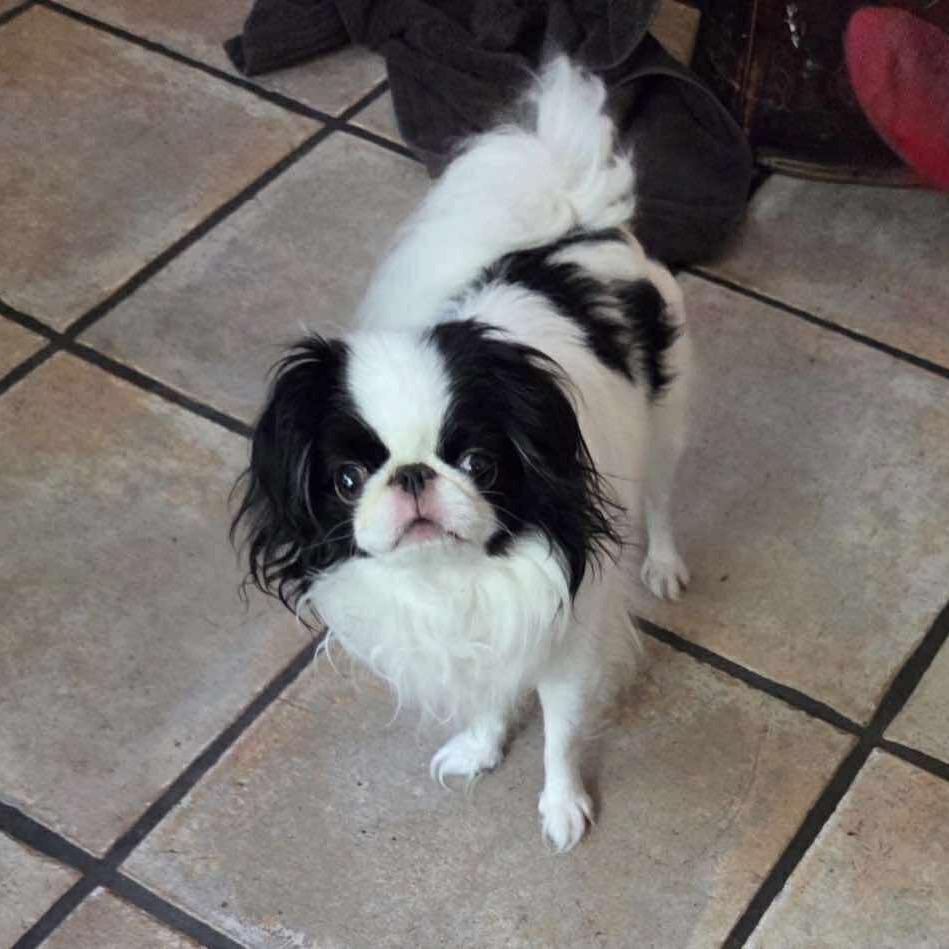 Teddy Kuma thumbnail 4