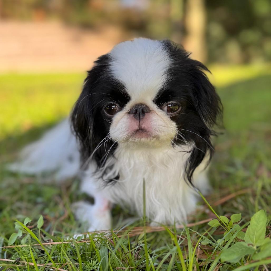 Teddy Kuma thumbnail 5