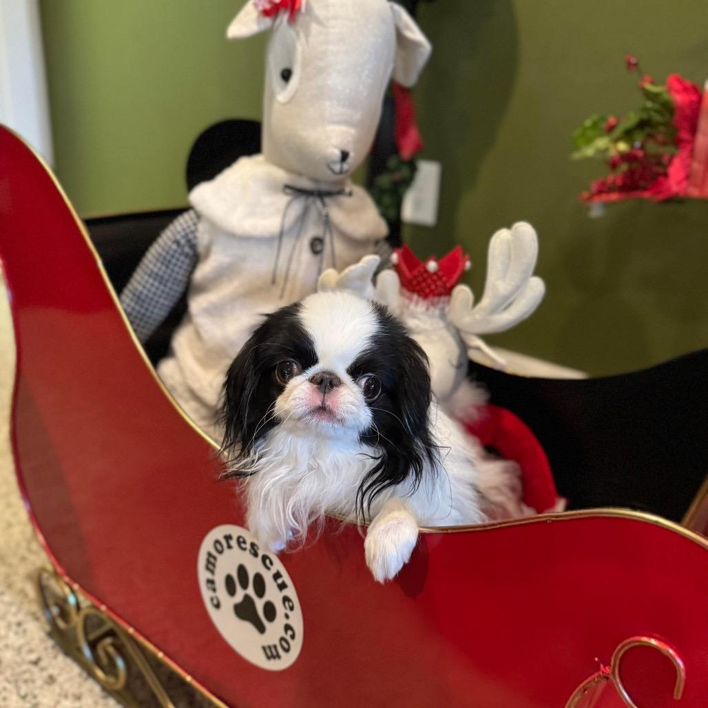 Teddy Kuma thumbnail 6