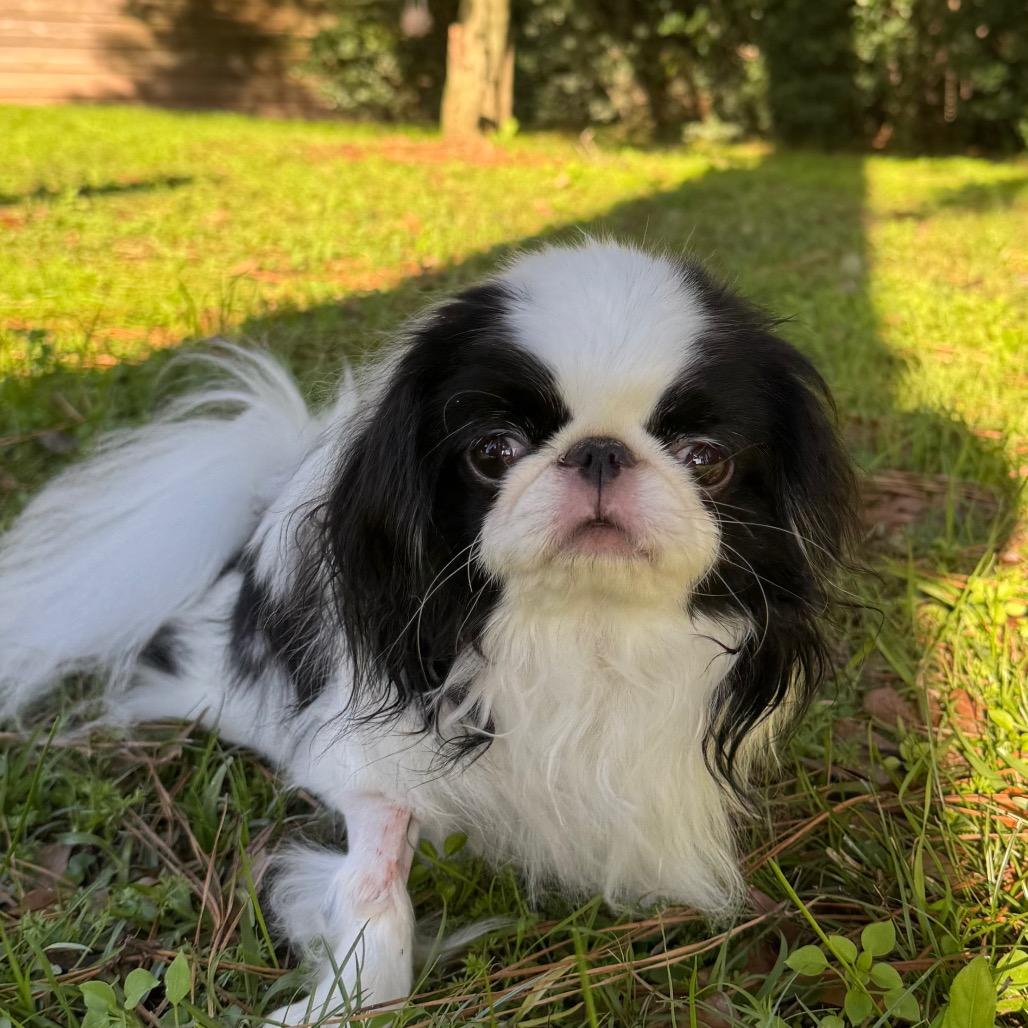 Teddy Kuma thumbnail 7