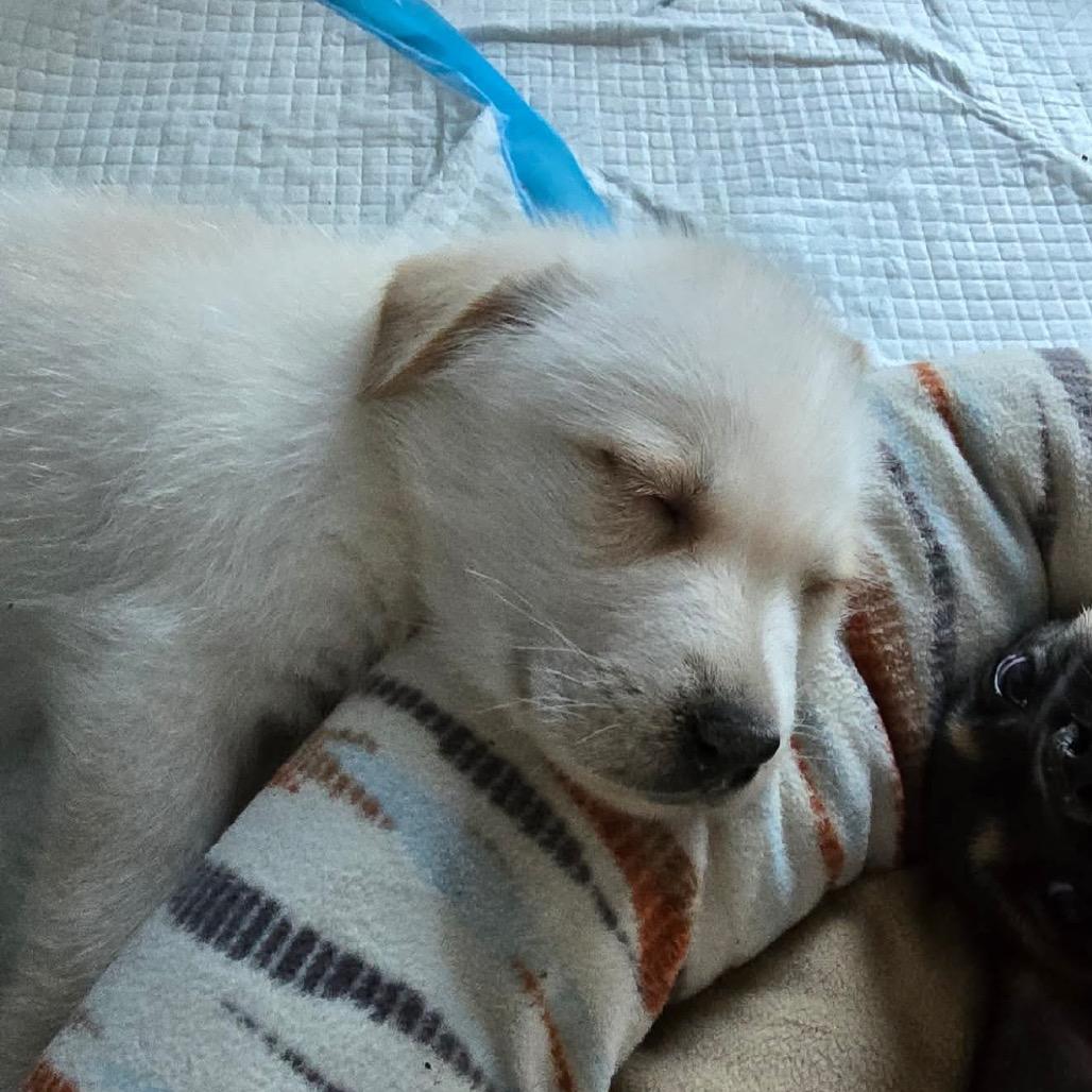 Oshki (New), Adoptable, Puppy Male Shepherd.