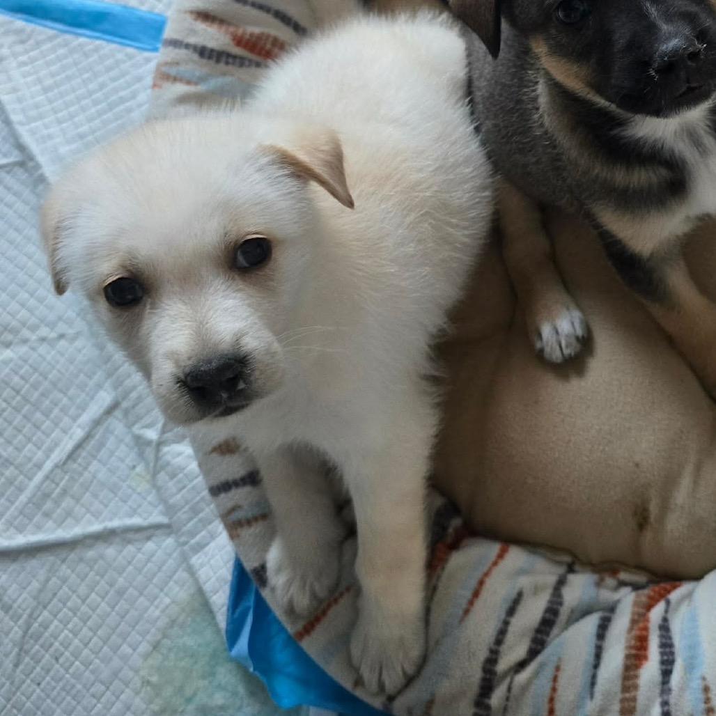 Enlarge Oshki (New), a Adoptable Shepherd in Brainerd, MN image 2/6