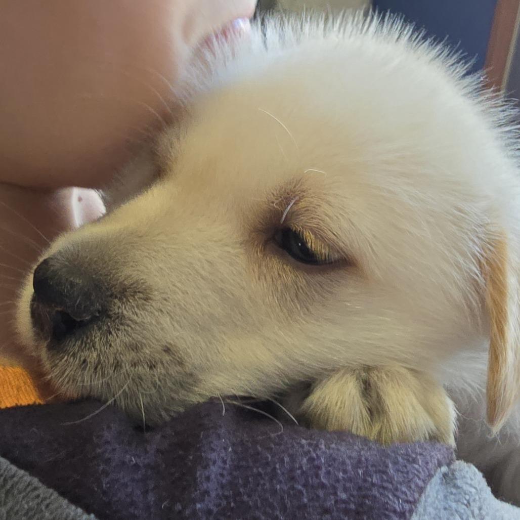 Enlarge Oshki (New), a Adoptable Shepherd in Brainerd, MN image 3/6