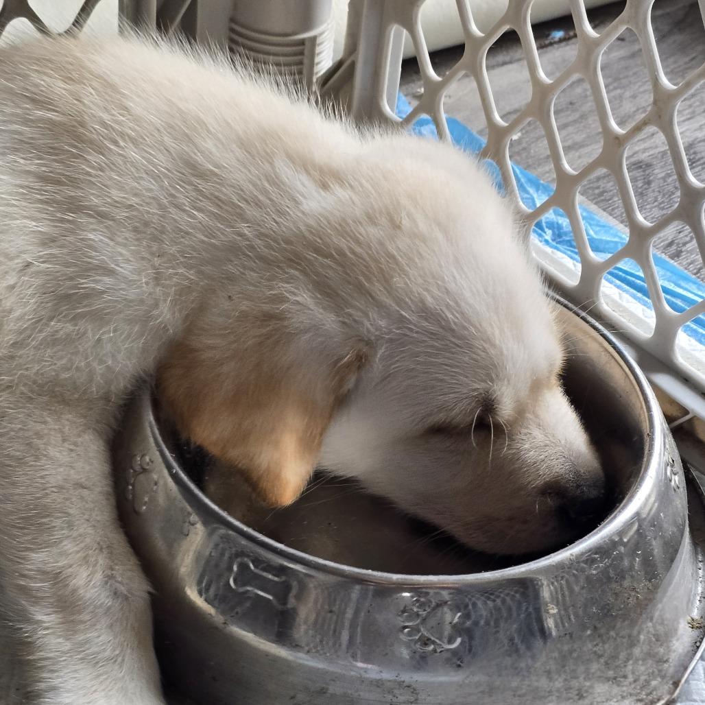 Enlarge Oshki (New), a Adoptable Shepherd in Brainerd, MN image 4/6