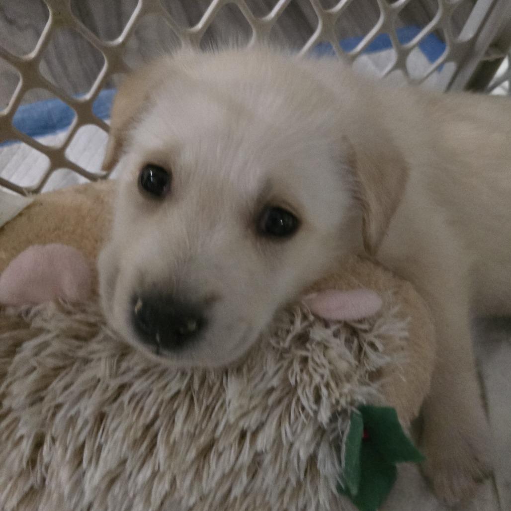 Enlarge Oshki (New), a Adoptable Shepherd in Brainerd, MN image 5/6